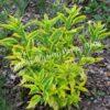 Форзиция промежуточная (средняя) Вариегата (Variegata) 6