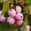 Снежноягодник доренбоза (doorenbosii) 7