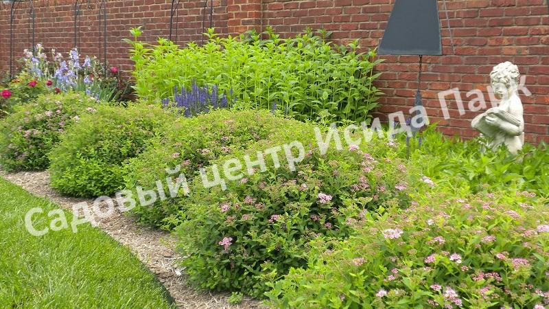 Спирея японская «Японская» (Japanese) Спирея японская «Японская» (Japanese)