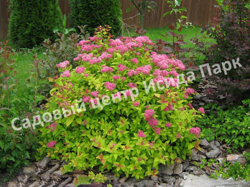 Спирея японская «Японская» (Japanese) Спирея японская «Японская» (Japanese)