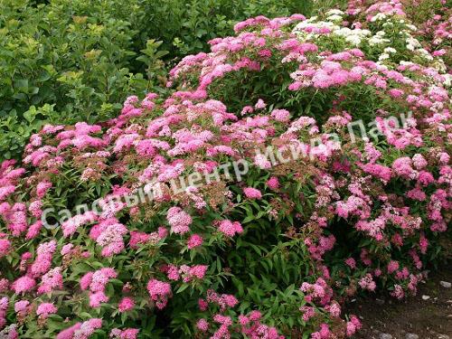 Спирея японская «Японская» (Japanese) Спирея японская «Японская» (Japanese)