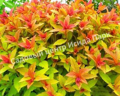 Спирея японская «Японская» (Japanese) Спирея японская «Японская» (Japanese)