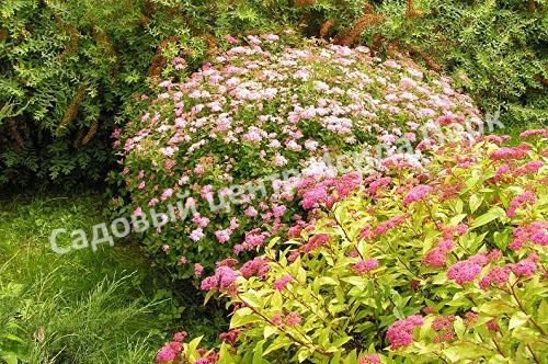 Спирея японская «Японская» (Japanese) Спирея японская «Японская» (Japanese)