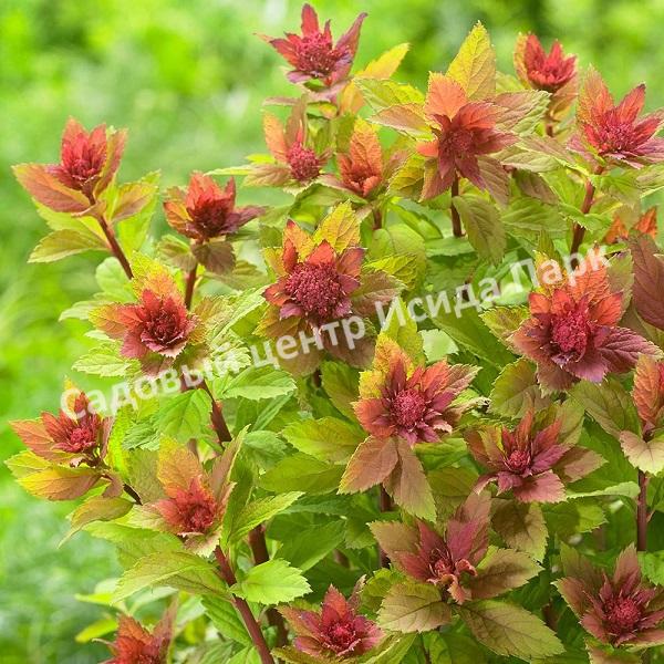 Спирея японская «Японская» (Japanese) Спирея японская «Японская» (Japanese)