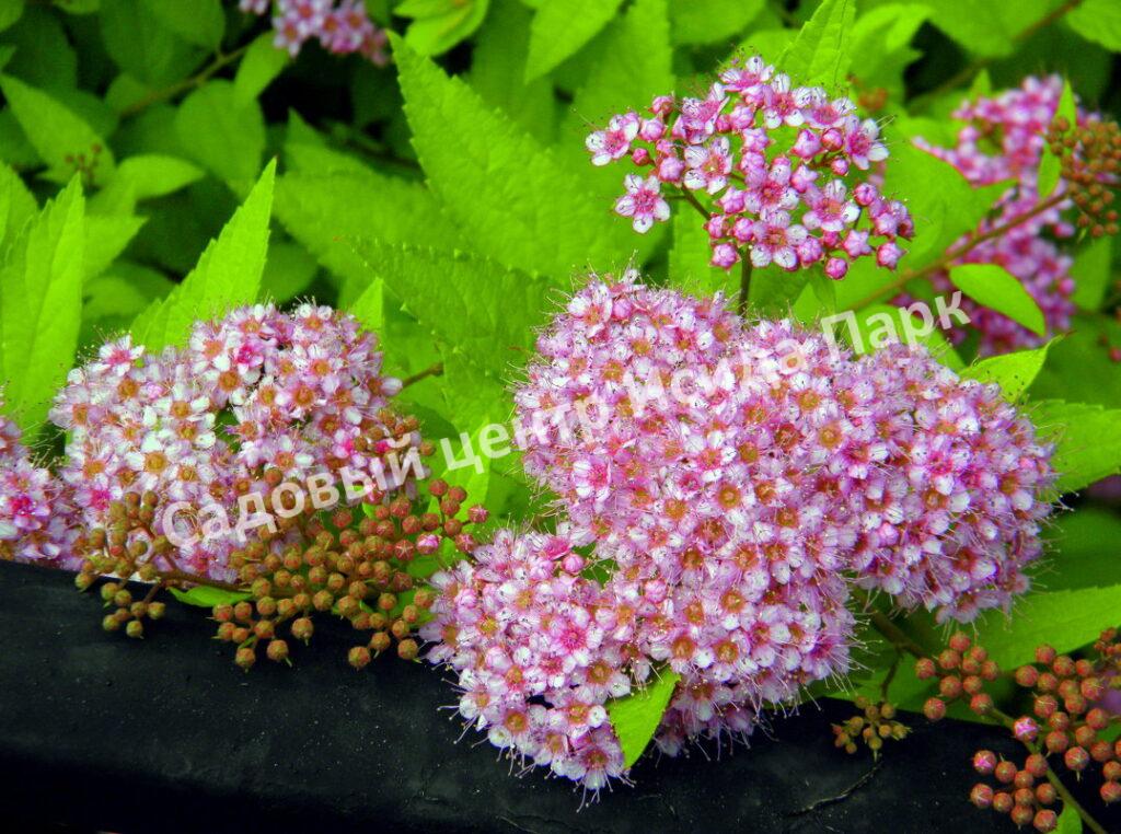 Спирея японская «Японская» (Japanese) Спирея японская «Японская» (Japanese)