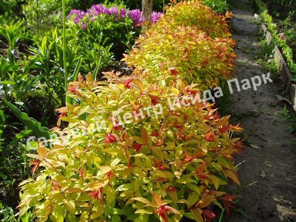 Спирея японская «Японская» (Japanese) Спирея японская «Японская» (Japanese)