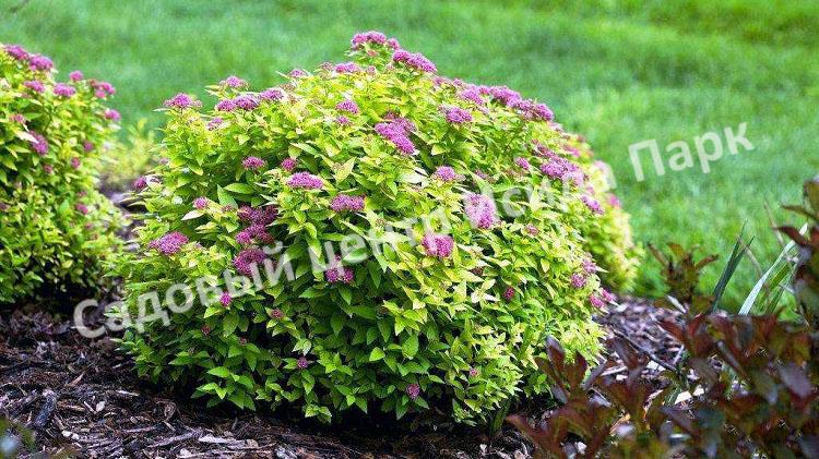 Спирея японская «Японская» (Japanese) Спирея японская «Японская» (Japanese)