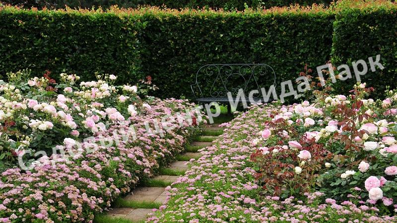 Спирея японская «Японская» (Japanese) Спирея японская «Японская» (Japanese)