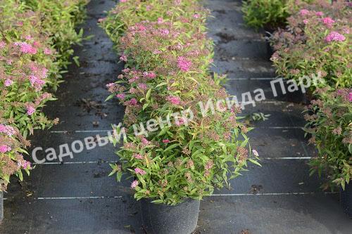 Спирея японская «Японская» (Japanese) Спирея японская «Японская» (Japanese)