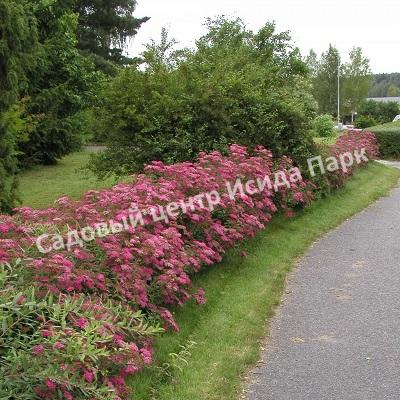 Спирея японская «Японская» (Japanese) Спирея японская «Японская» (Japanese)