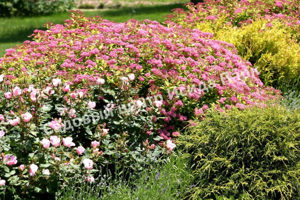 Спирея японская «Японская» (Japanese) Спирея японская «Японская» (Japanese)