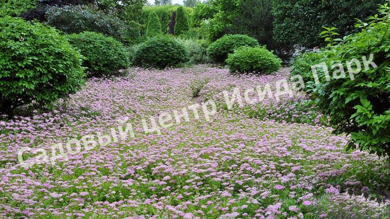 Спирея японская «Японская» (Japanese) Спирея японская «Японская» (Japanese)