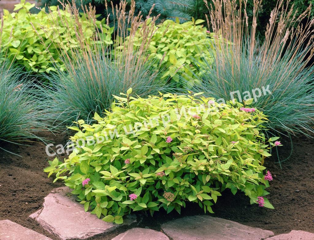 Спирея японская «Японская» (Japanese) Спирея японская «Японская» (Japanese)