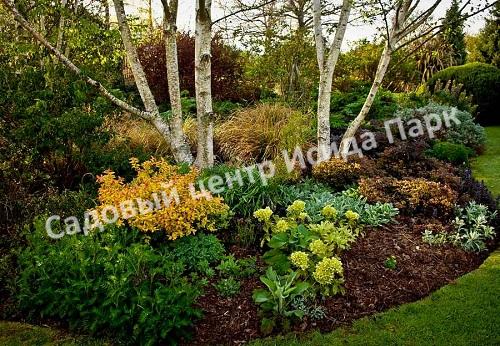 Спирея японская «Японская» (Japanese) Спирея японская «Японская» (Japanese)