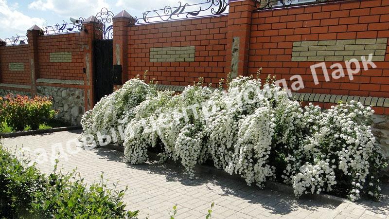 Спирея японская «Японская» (Japanese) Спирея японская «Японская» (Japanese)