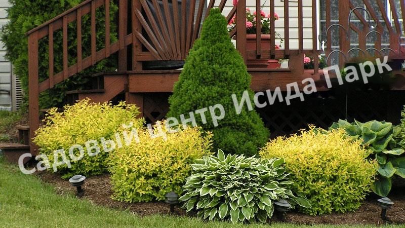 Спирея японская «Японская» (Japanese) Спирея японская «Японская» (Japanese)