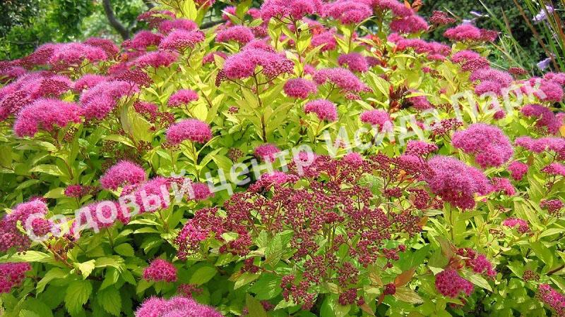 Спирея японская «Японская» (Japanese) Спирея японская «Японская» (Japanese)