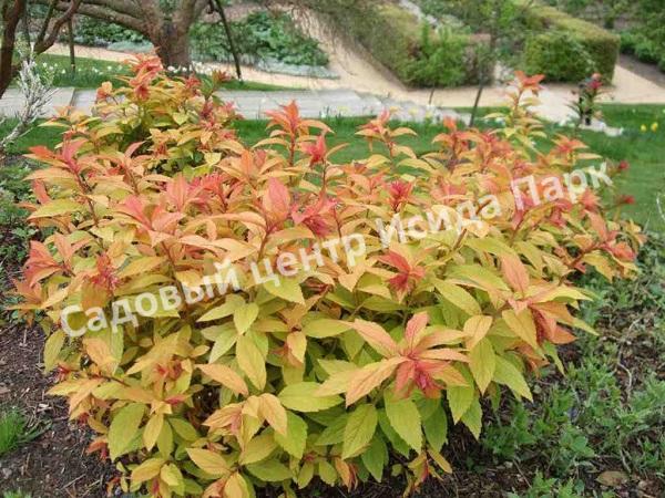 Спирея японская «Японская» (Japanese) Спирея японская «Японская» (Japanese)