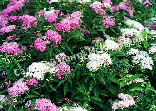 Спирея японская «Японская» (Japanese) Спирея японская «Японская» (Japanese)