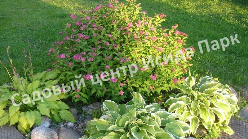 Спирея японская «Японская» (Japanese) Спирея японская «Японская» (Japanese)