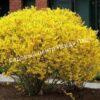 Форзиция яйцевидная Яйцевидная (Forsythia ovata) 3