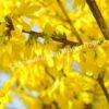 Форзиция яйцевидная Яйцевидная (Forsythia ovata) 1