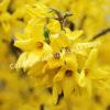 Форзиция яйцевидная Яйцевидная (Forsythia ovata) 4