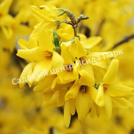 Форзиция яйцевидная Яйцевидная (Forsythia ovata) Форзиция яйцевидная Яйцевидная (Forsythia ovata)