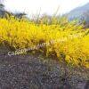 Форзиция яйцевидная Яйцевидная (Forsythia ovata) 5