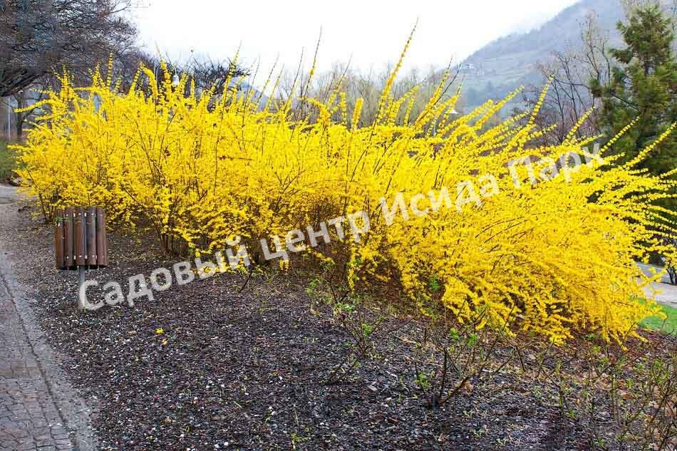 Форзиция яйцевидная Яйцевидная (Forsythia ovata) Форзиция яйцевидная Яйцевидная (Forsythia ovata)