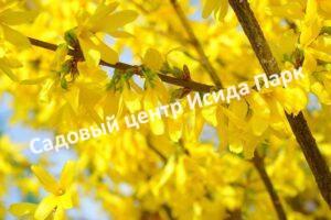 Форзиция яйцевидная Яйцевидная (Forsythia ovata)