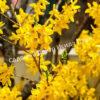 Форзиция яйцевидная Яйцевидная (Forsythia ovata) 6