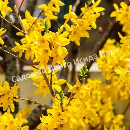 Форзиция яйцевидная Яйцевидная (Forsythia ovata) Форзиция яйцевидная Яйцевидная (Forsythia ovata)