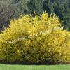 Форзиция яйцевидная Яйцевидная (Forsythia ovata) 7
