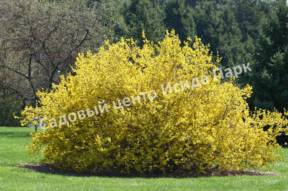 Форзиция яйцевидная Яйцевидная (Forsythia ovata) Форзиция яйцевидная Яйцевидная (Forsythia ovata)