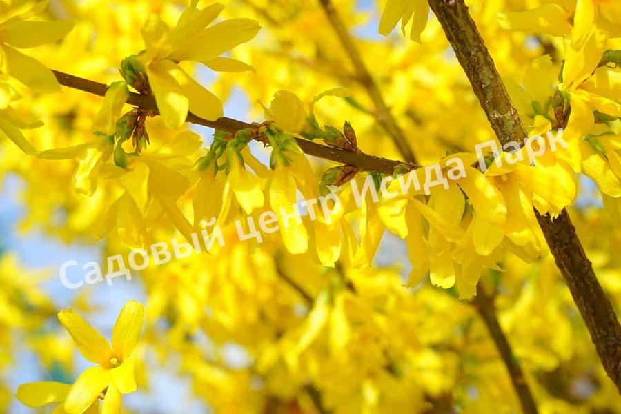 Форзиция яйцевидная Яйцевидная (Forsythia ovata) Форзиция яйцевидная Яйцевидная (Forsythia ovata)