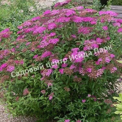 Спирея японская «Японская» (Japanese) Спирея японская «Японская» (Japanese)