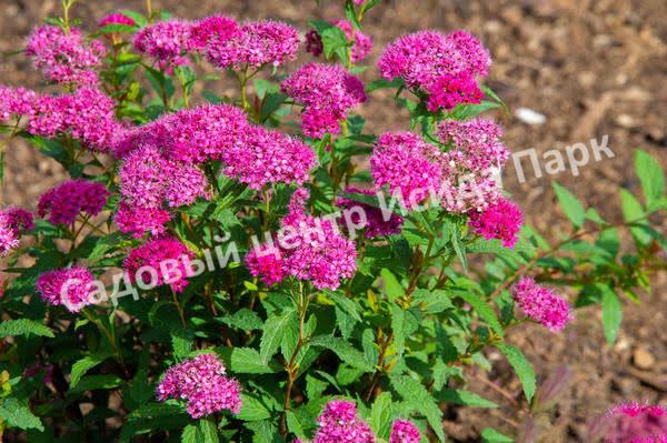 Спирея японская «Японская» (Japanese) Спирея японская «Японская» (Japanese)