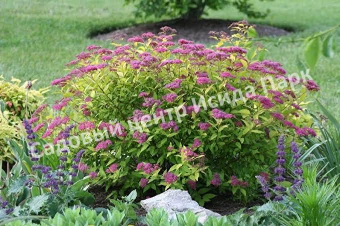 Спирея японская «Японская» (Japanese) Спирея японская «Японская» (Japanese)