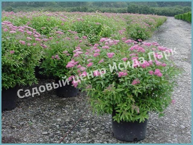 Спирея японская «Японская» (Japanese) Спирея японская «Японская» (Japanese)