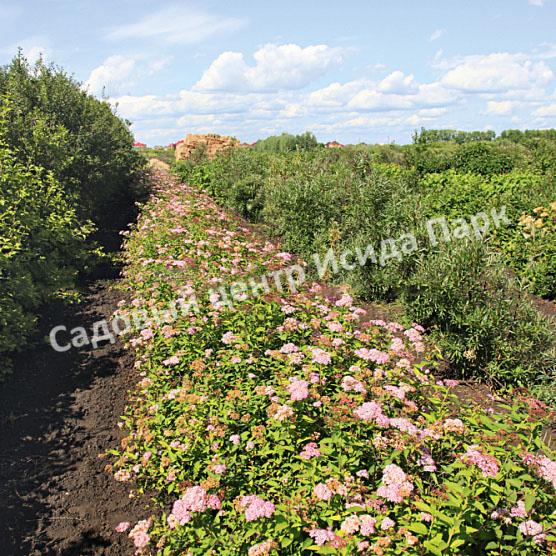 Спирея японская «Японская» (Japanese) Спирея японская «Японская» (Japanese)