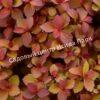 Спирея японская Зен Спирит Карамель (Zen Spirit Caramel) 4