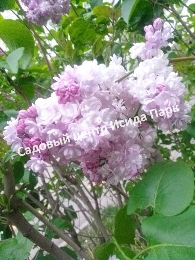 Сирень Айгуль, Sakharova № 1276 (Ajgul)