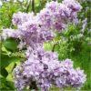 Сирень Айгуль, Sakharova № 1276 (Ajgul) 5