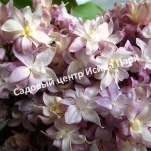 Сирень Федерико Гарсиа Лорка (Federiko Garsia Lorka)