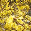 Форзиция плачущая (Forsythia suspensa) 1