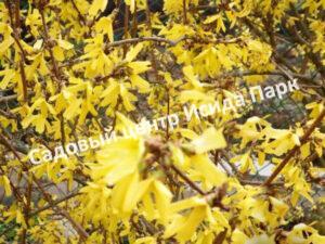 Форзиция плачущая (Forsythia suspensa)
