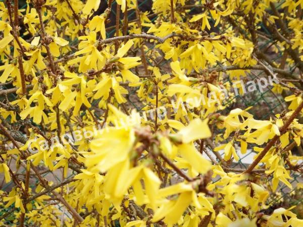 Форзиция плачущая (Forsythia suspensa) Форзиция плачущая (Forsythia suspensa)