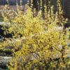 Форзиция плачущая (Forsythia suspensa) 2 Форзиция плачущая (Forsythia suspensa) 2