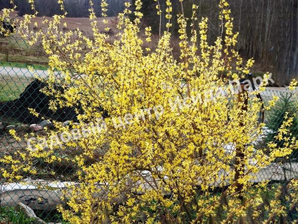 Форзиция плачущая (Forsythia suspensa) Форзиция плачущая (Forsythia suspensa)